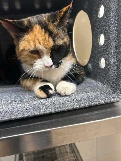 Picture of the Animal Listed