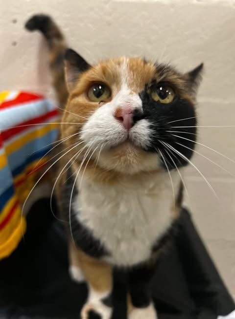 Picture of the Animal Listed