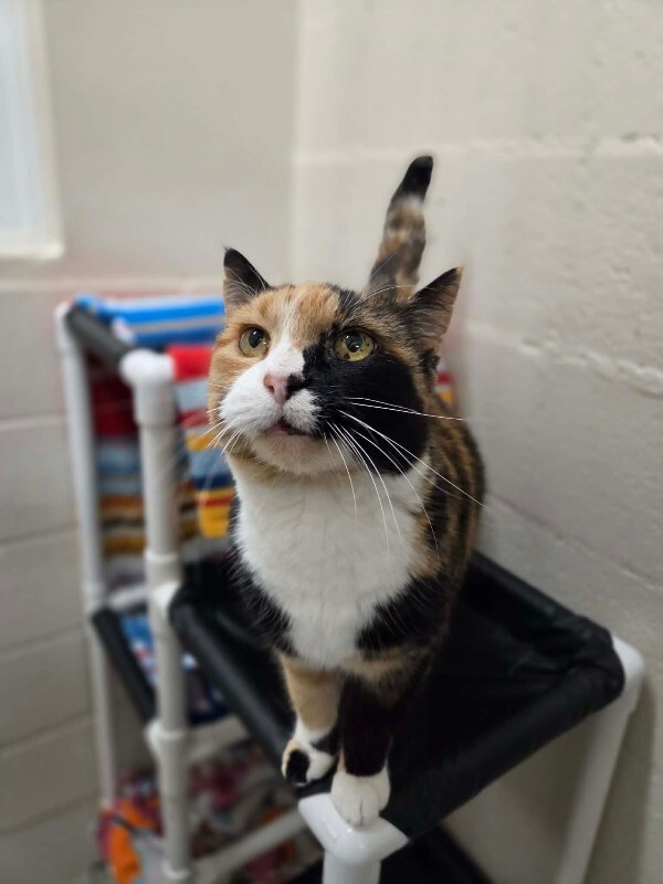 Picture of the Animal Listed