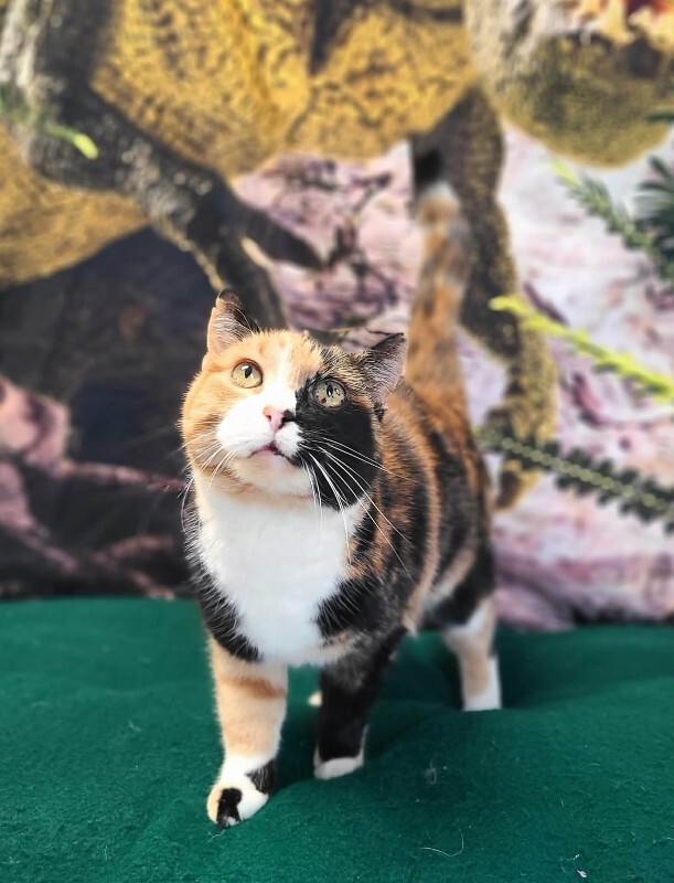 Picture of the Animal Listed