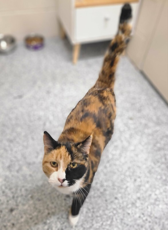 Picture of the Animal Listed