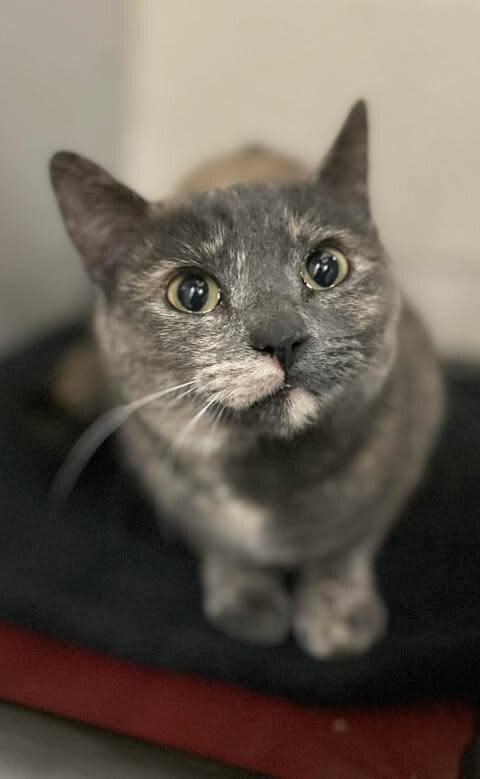 Picture of the Animal Listed