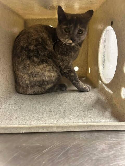 Picture of the Animal Listed