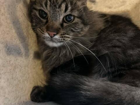 Picture of the Animal Listed