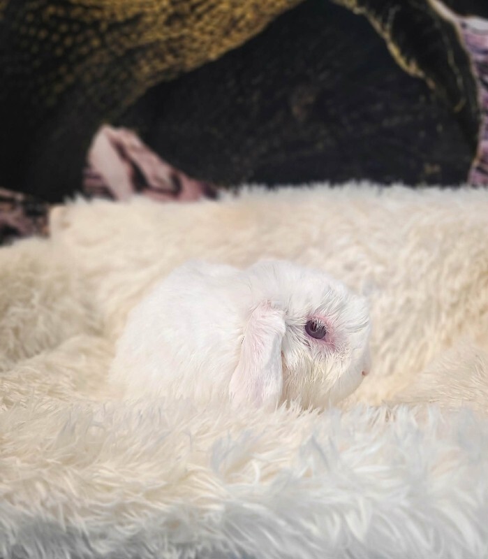 Picture of the Animal Listed