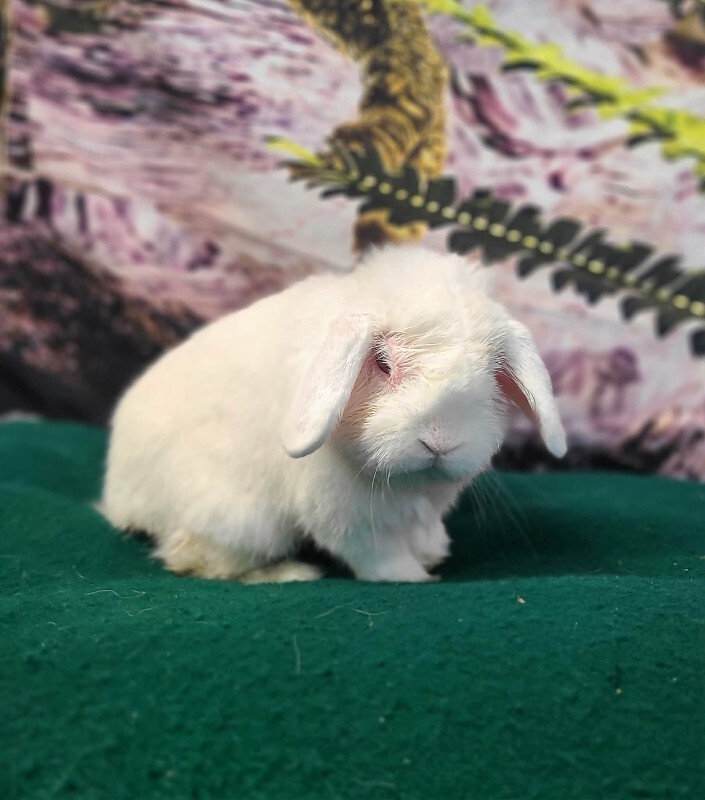 Picture of the Animal Listed