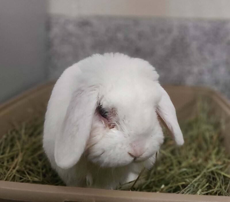 Picture of the Animal Listed