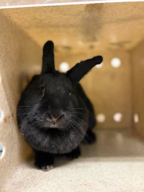 Picture of the Animal Listed