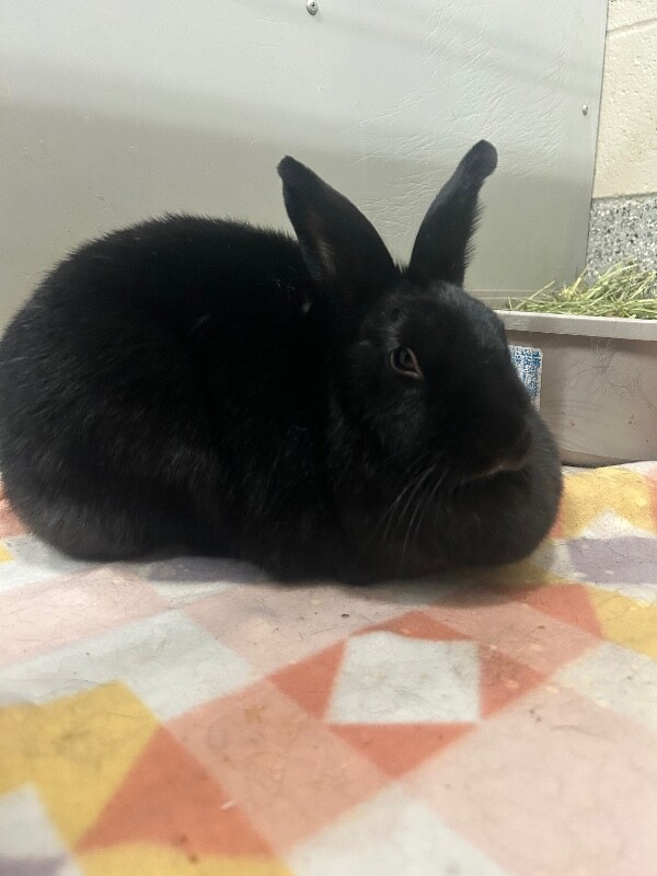 Picture of the Animal Listed