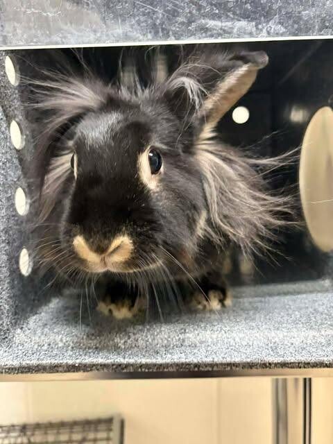 Picture of the Animal Listed