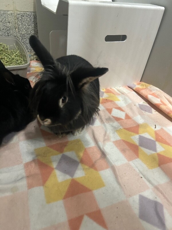 Picture of the Animal Listed