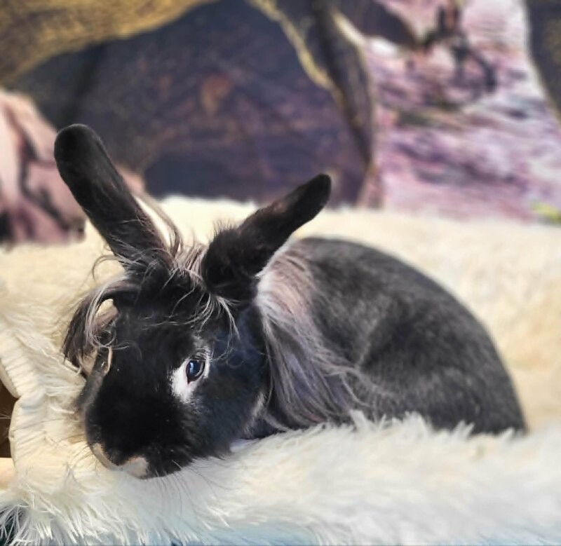 Picture of the Animal Listed