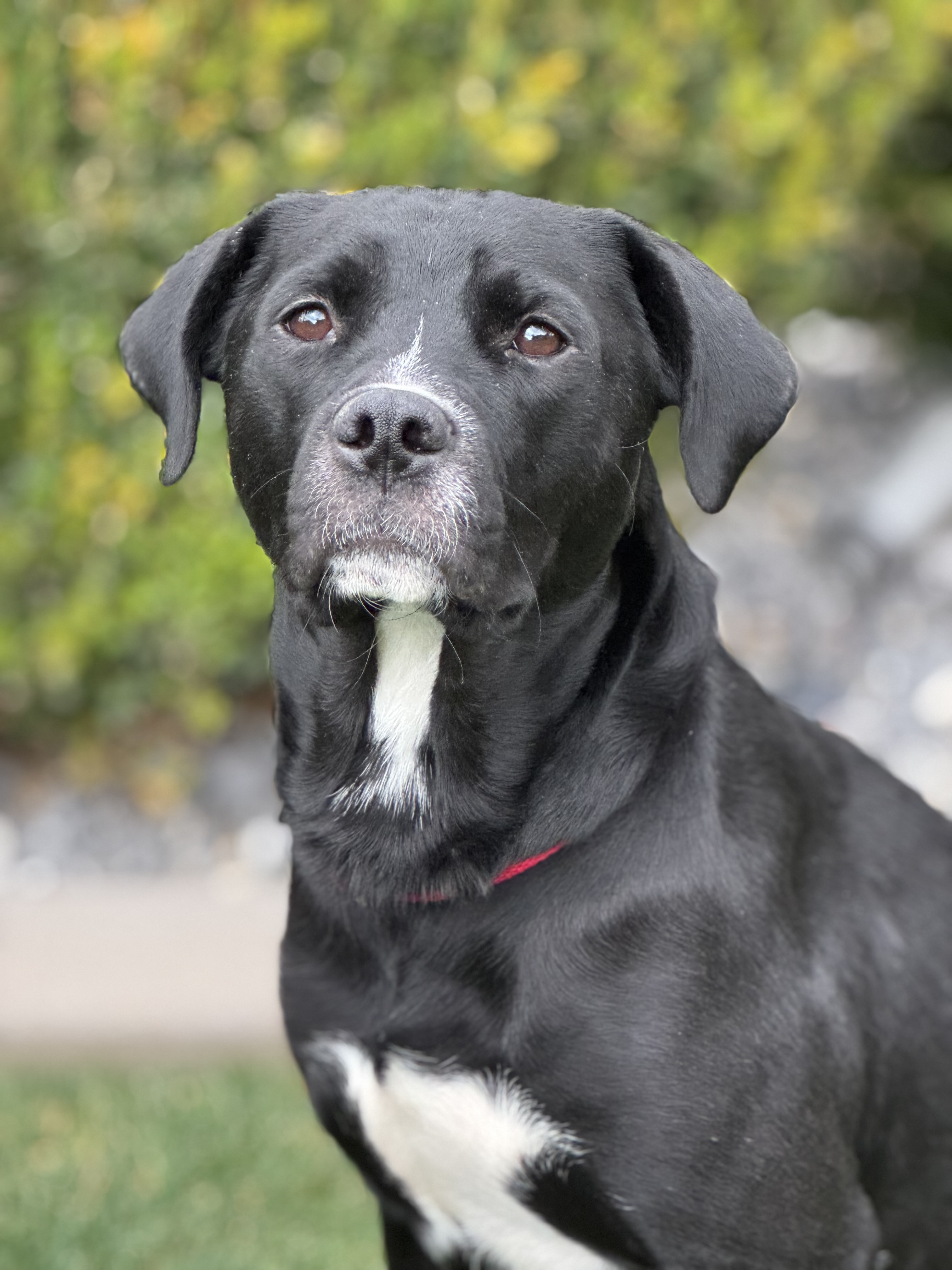 Picture of the Animal Listed