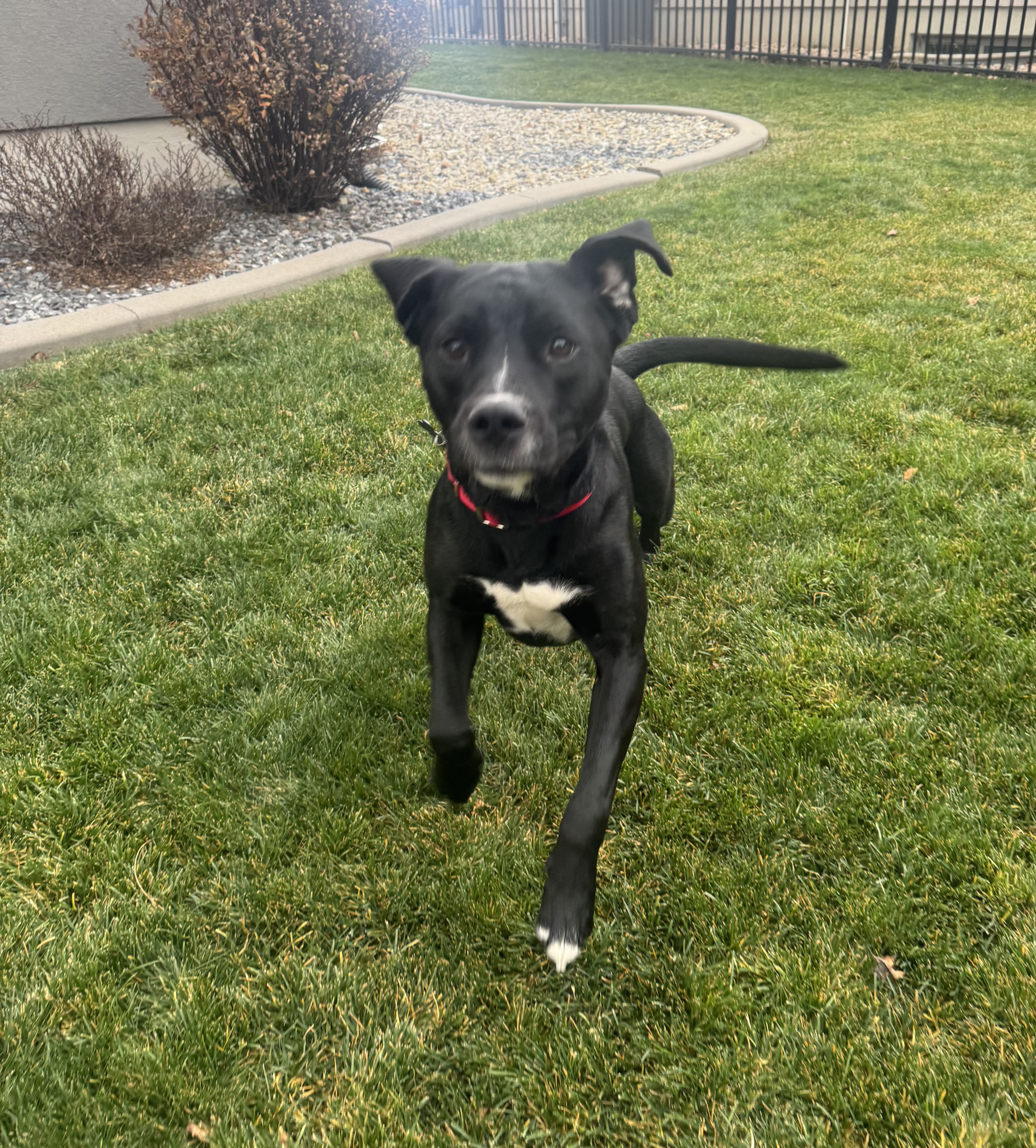 Picture of the Animal Listed