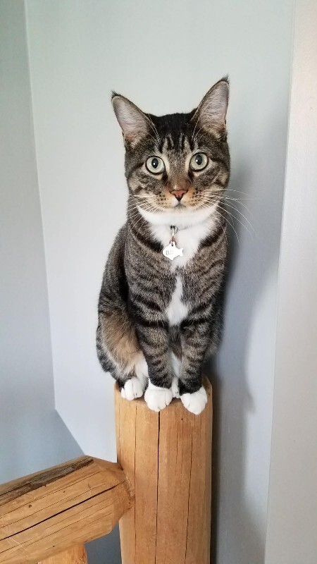 Picture of the Animal Listed