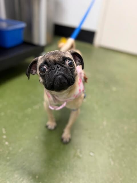 Picture of the Animal Listed