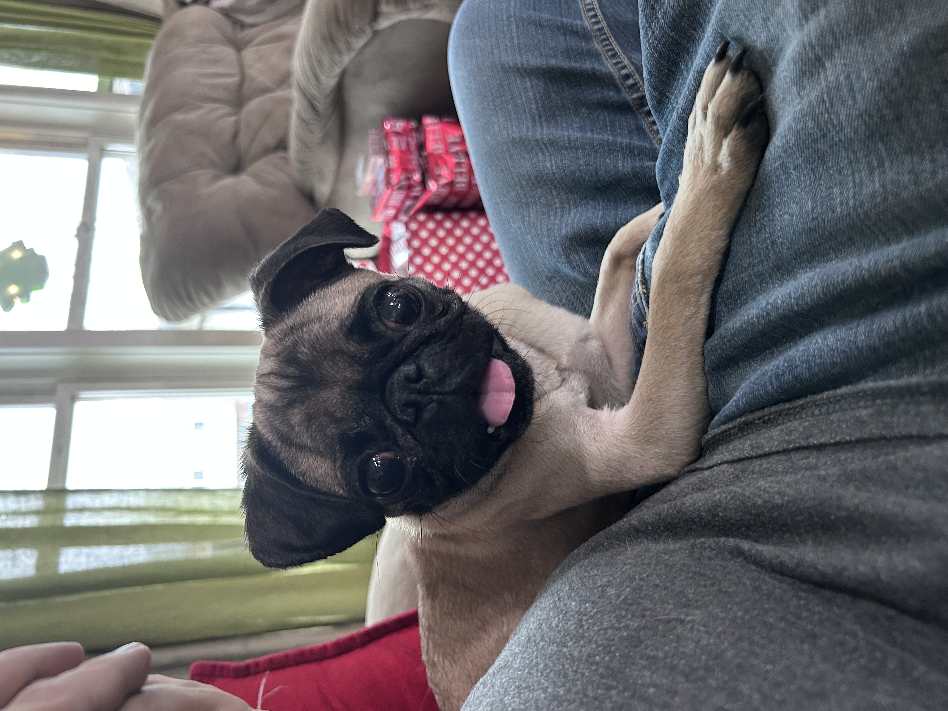 Picture of the Animal Listed