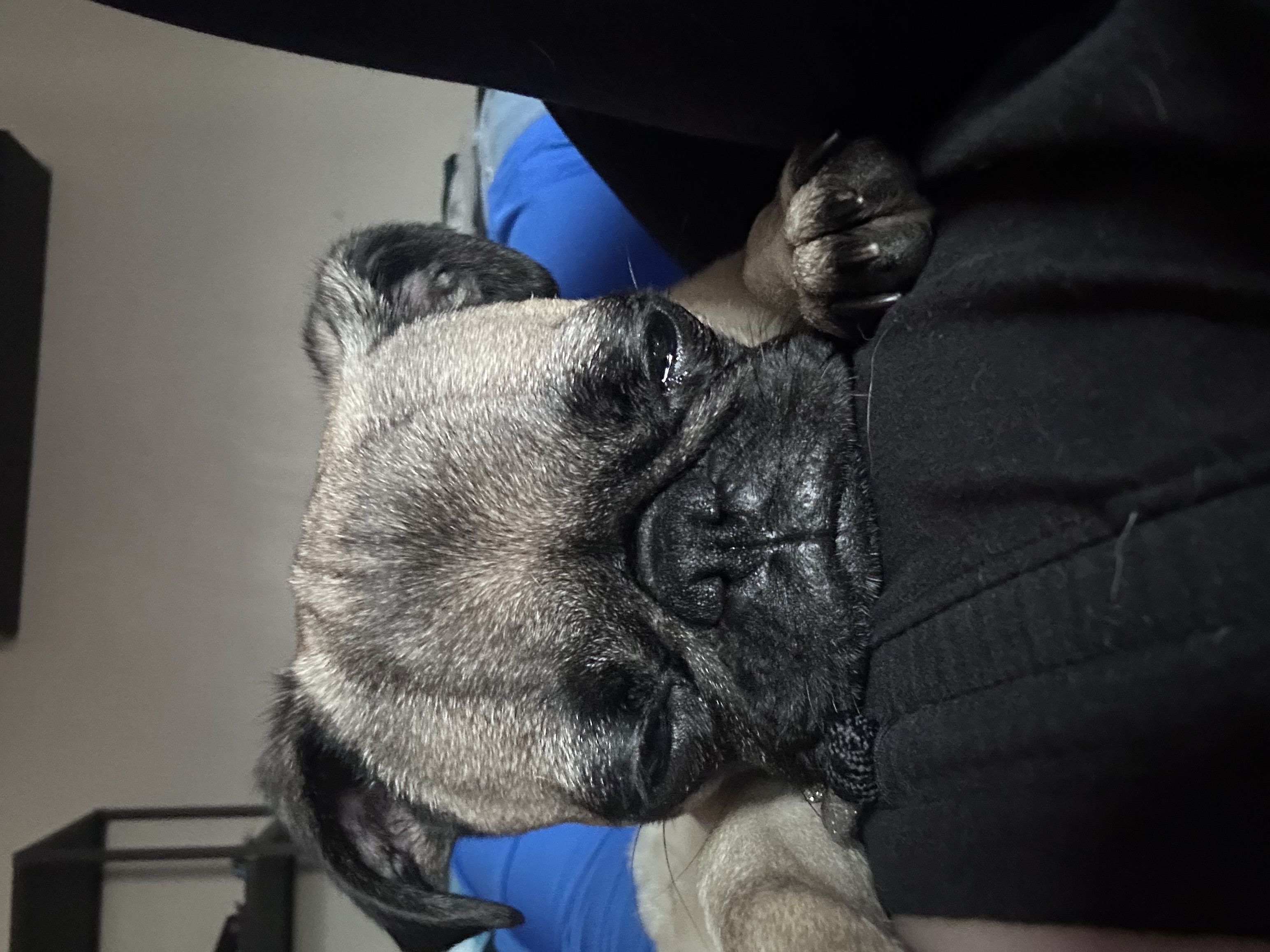 Picture of the Animal Listed