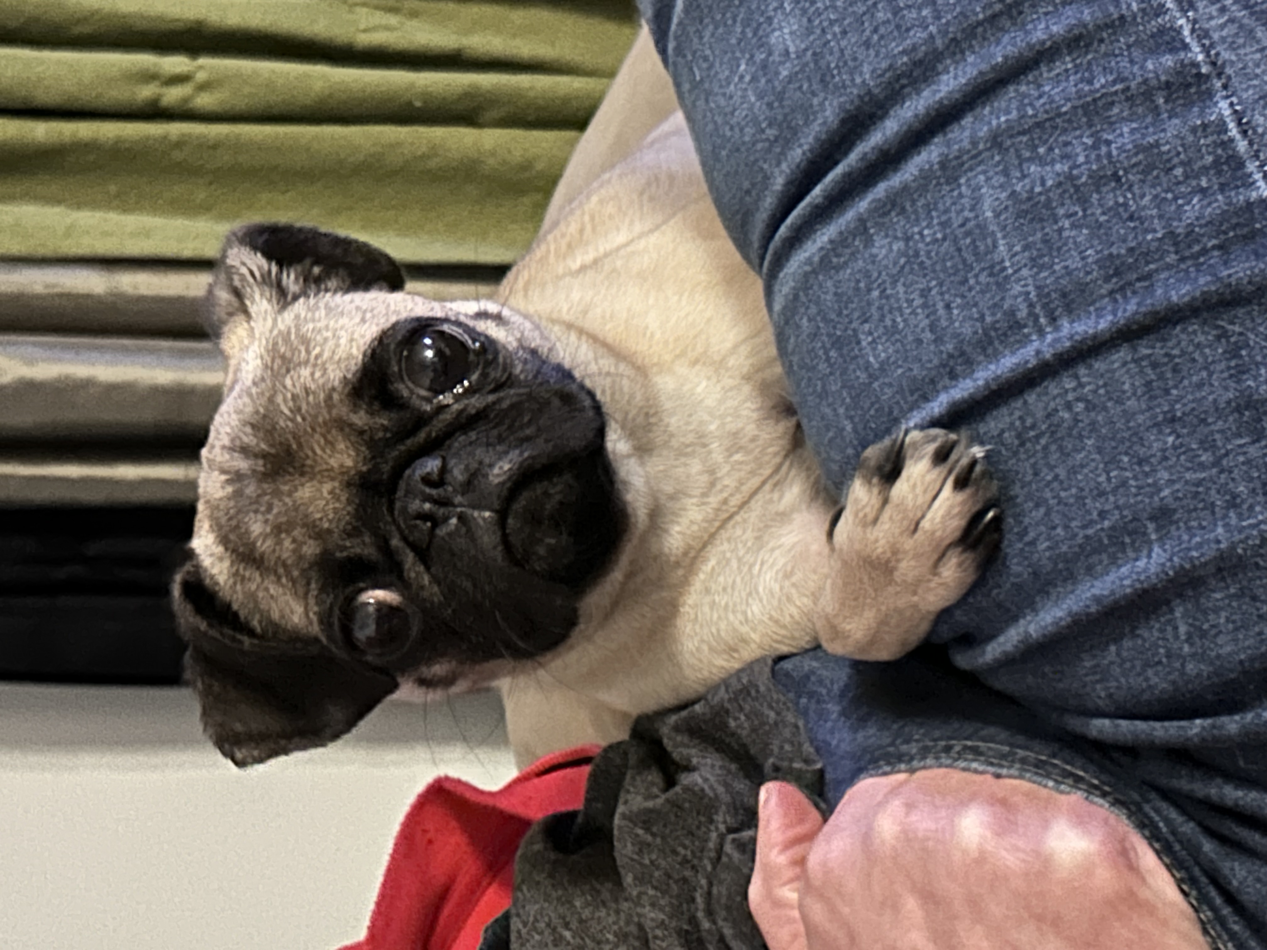 Picture of the Animal Listed