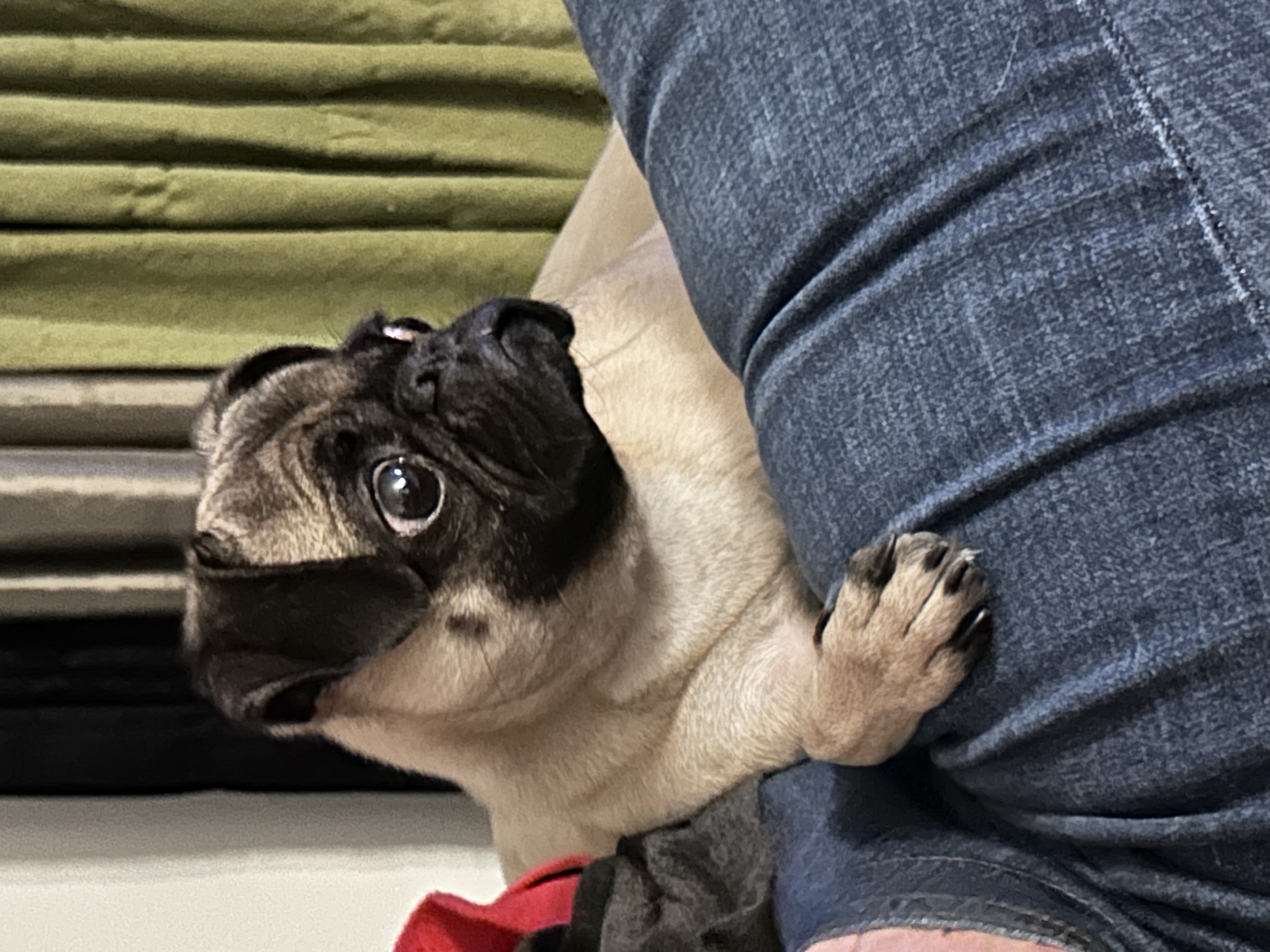 Picture of the Animal Listed