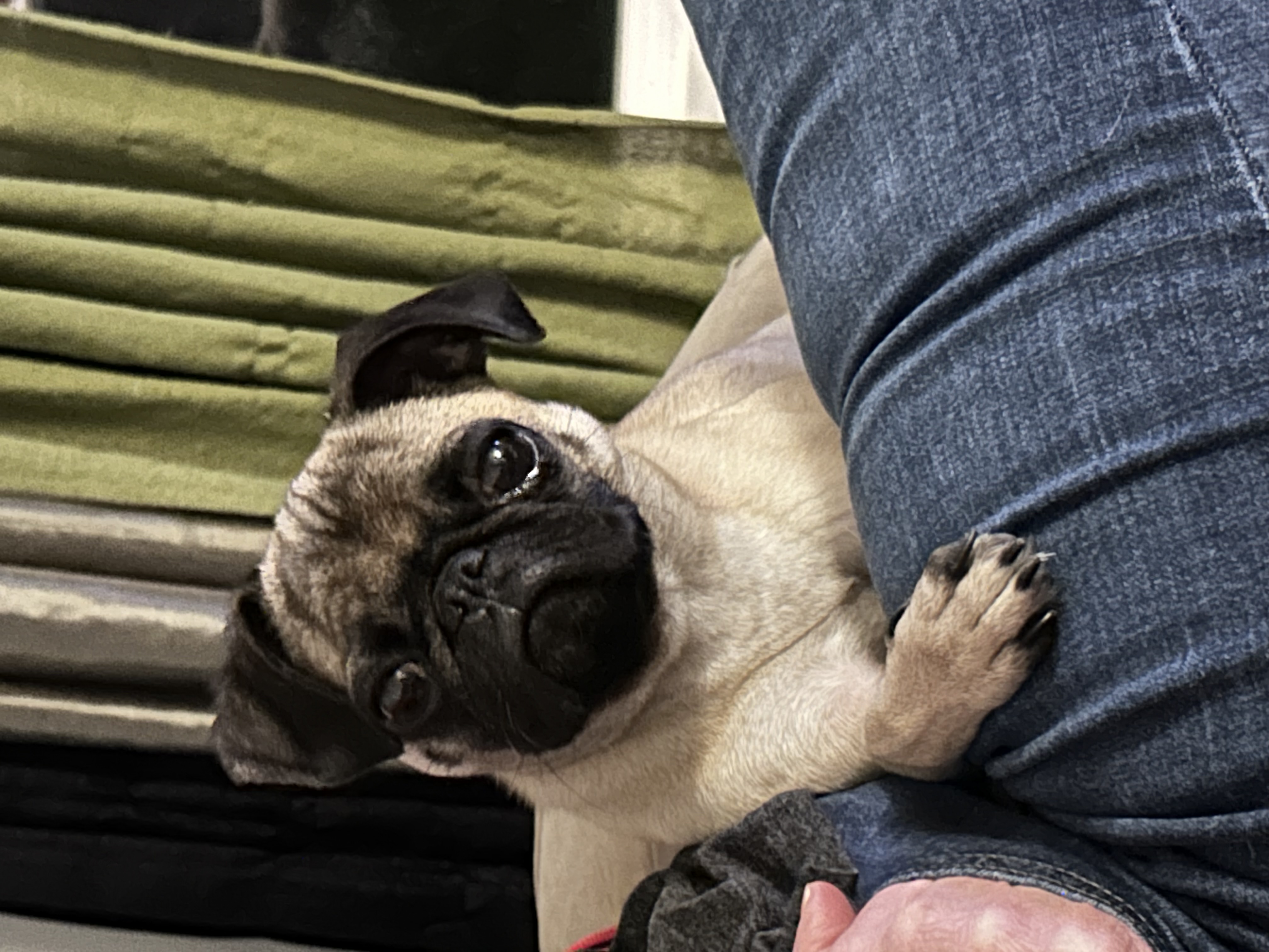 Picture of the Animal Listed