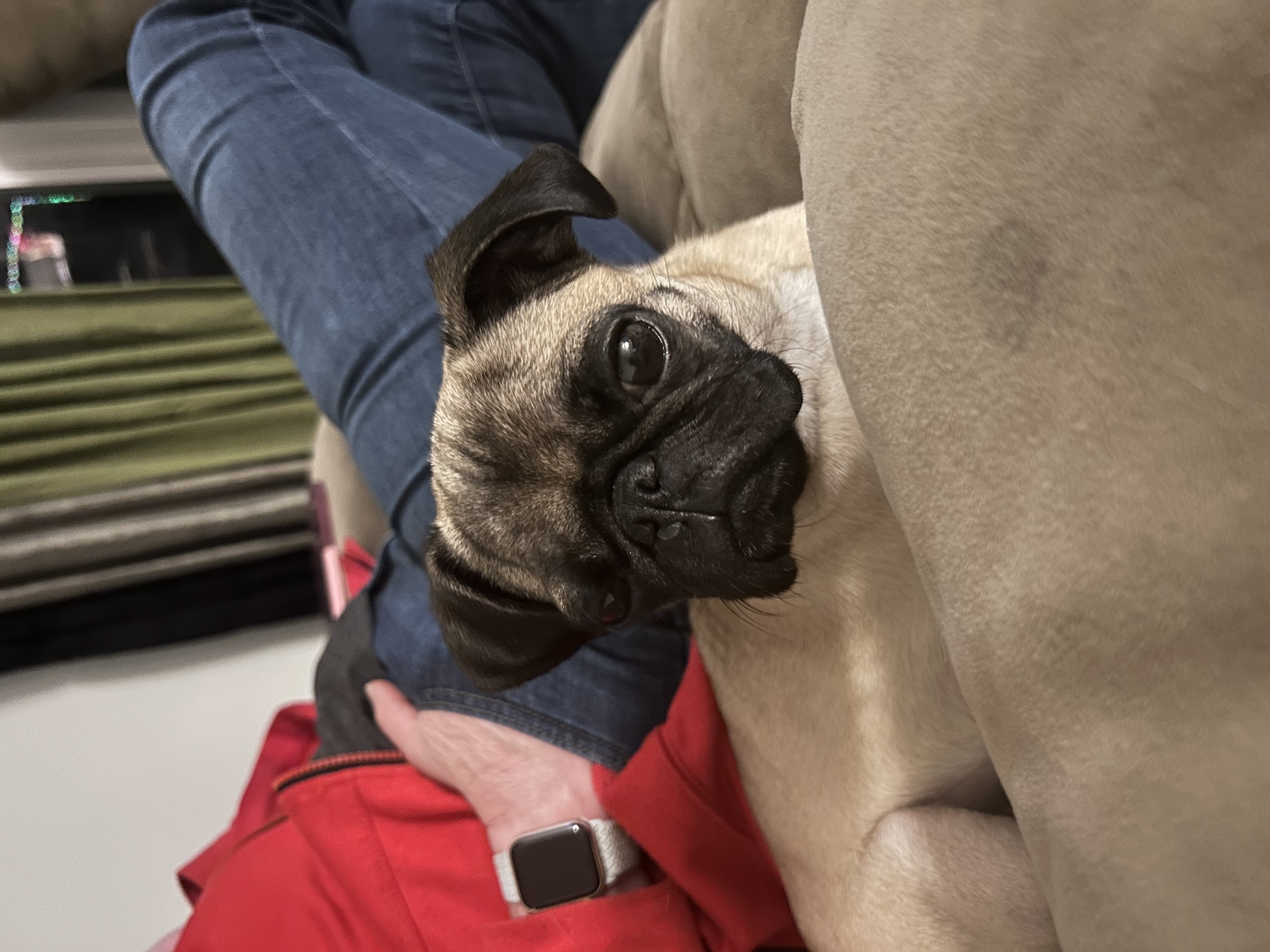 Picture of the Animal Listed