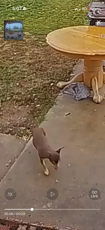 Picture of the Animal Listed