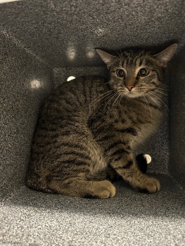 Picture of the Animal Listed