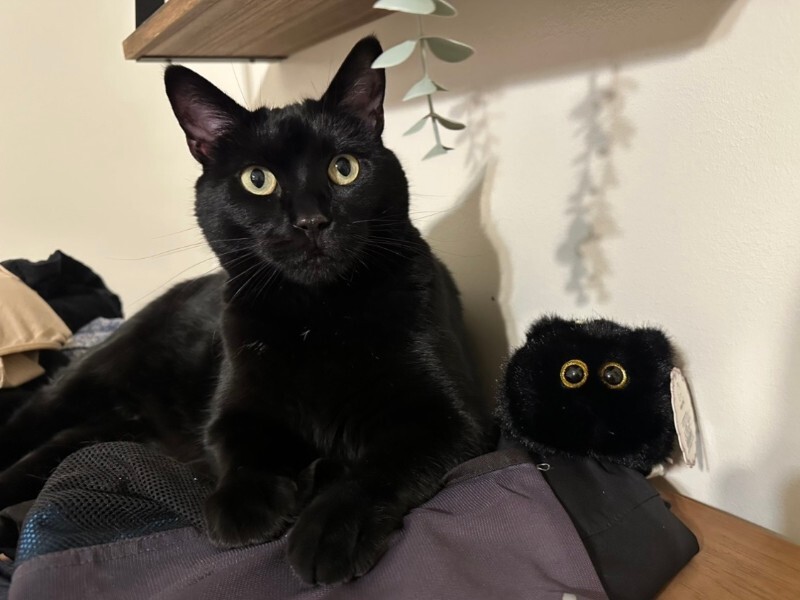 Picture of the Animal Listed