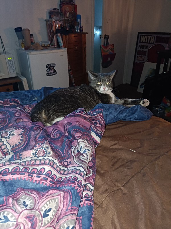 Picture of the Animal Listed