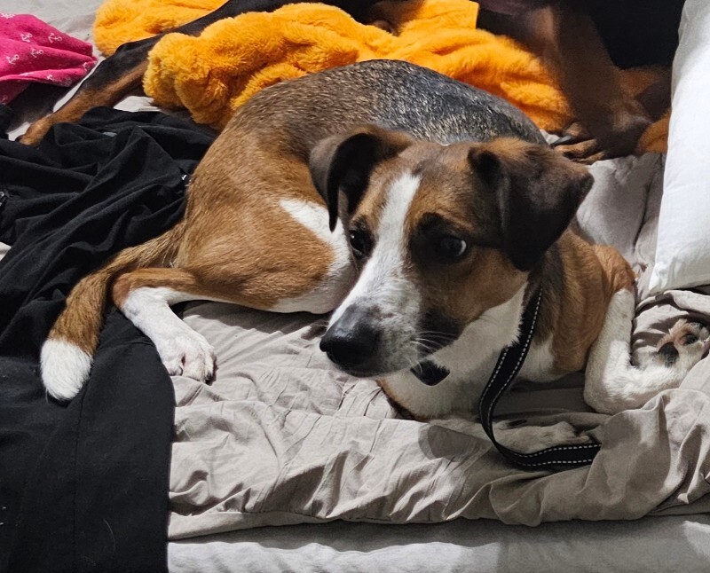 Picture of the Animal Listed