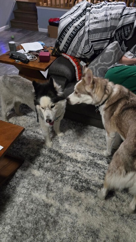 Picture of the Animal Listed