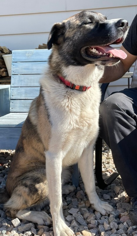 Picture of the Animal Listed