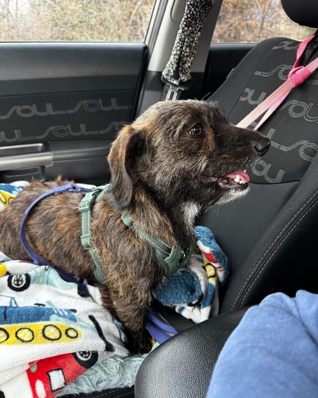 Picture of the Animal Listed