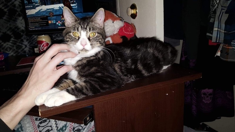 Picture of the Animal Listed