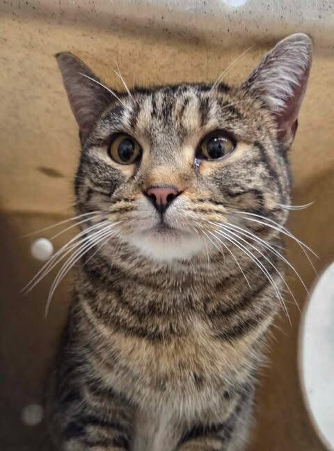 Picture of the Animal Listed