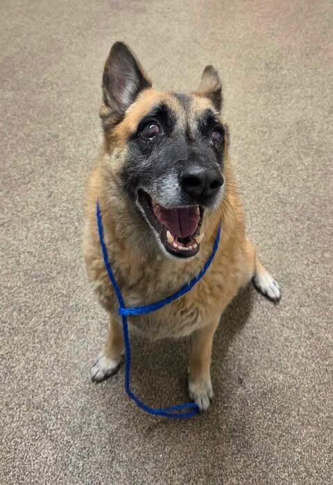 Picture of the Animal Listed