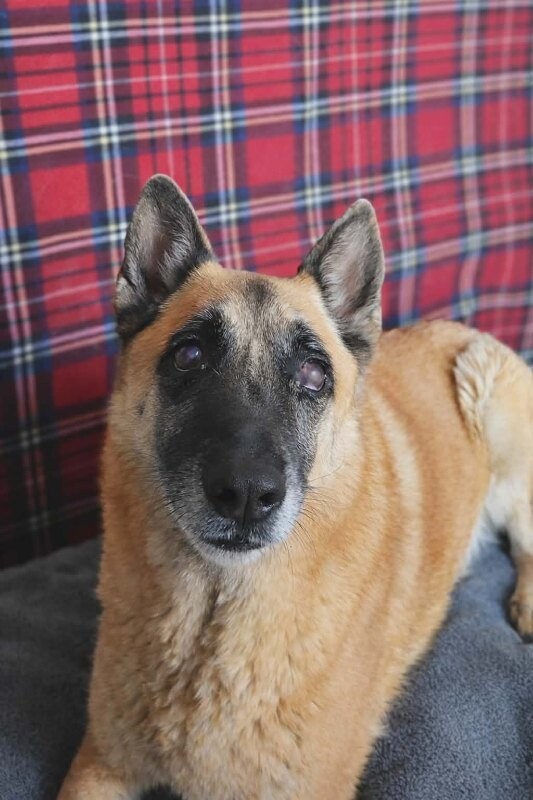 Picture of the Animal Listed