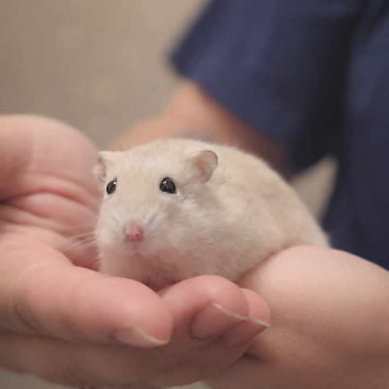 Picture of the Animal Listed