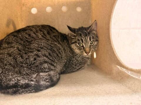 Picture of the Animal Listed