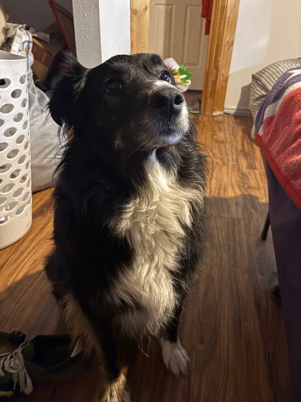 Picture of the Animal Listed