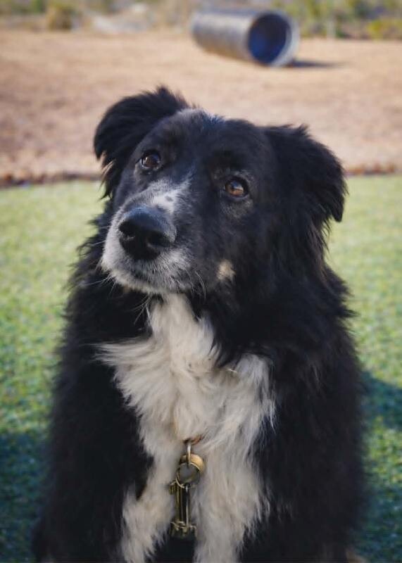 Picture of the Animal Listed