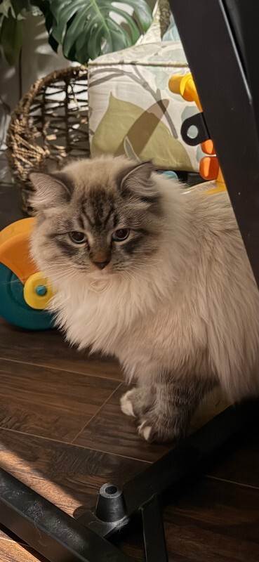 Picture of the Animal Listed