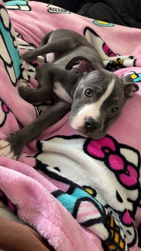 Picture of the Animal Listed