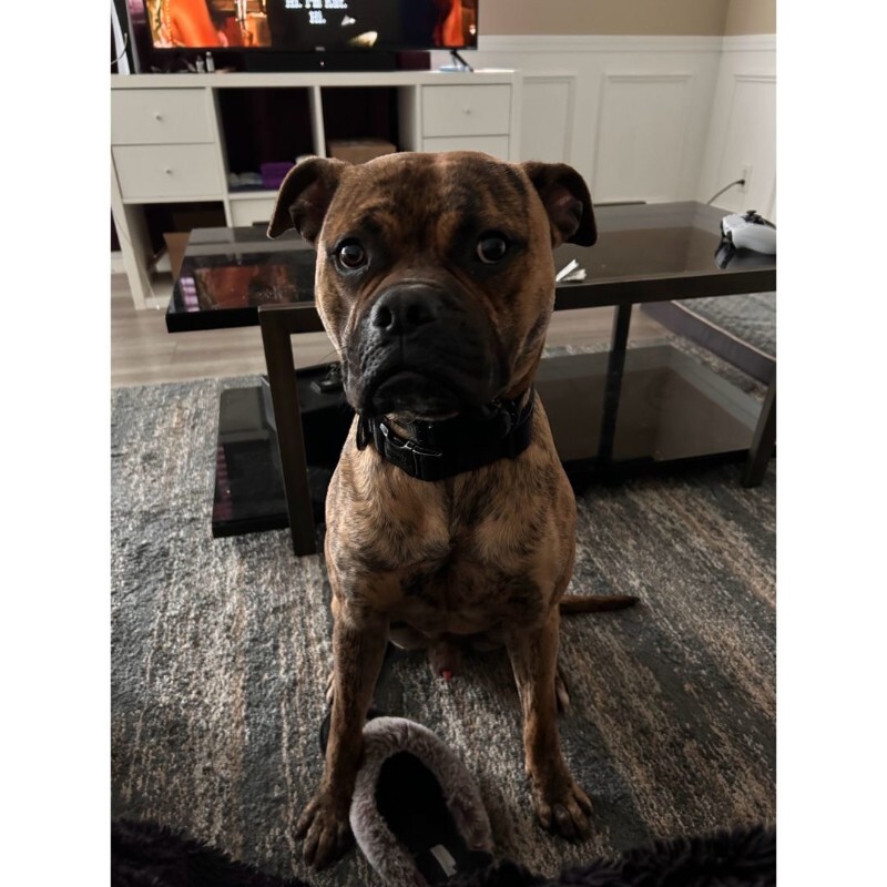 Picture of the Animal Listed