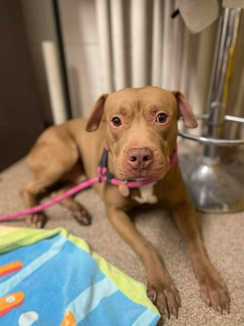 Picture of the Animal Listed