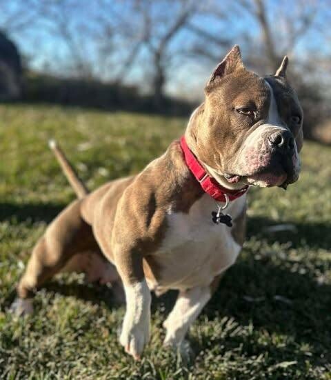 Picture of the Animal Listed