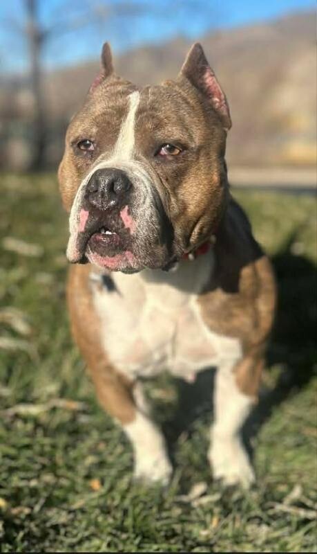 Picture of the Animal Listed