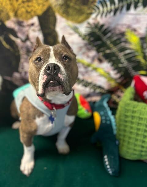 Picture of the Animal Listed