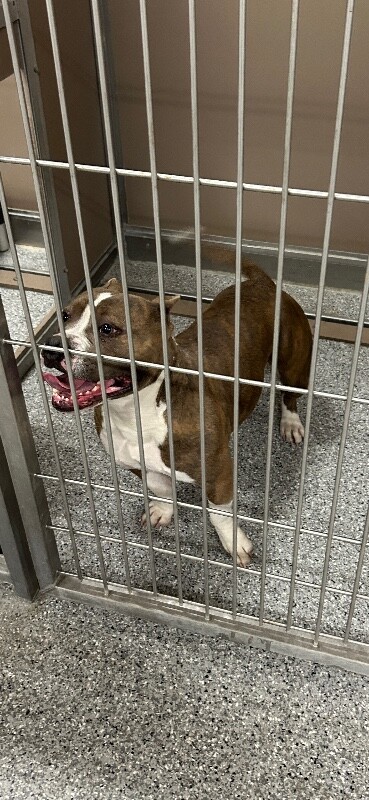 Picture of the Animal Listed